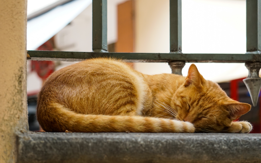 Gato naranja en alfeizar de la ventana durmiendo y soñando